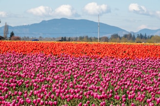 A vibrant tulip field in full bloom under a bright blue sky in the Netherlands.