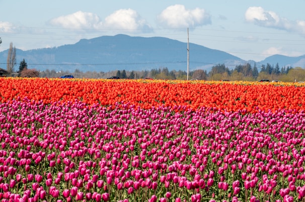 A vibrant tulip field in full bloom under a bright blue sky in the Netherlands.