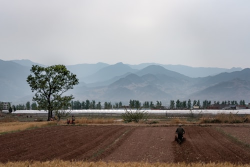 A vast agricultural field with neatly plowed rows stretches towards the horizon. In the foreground, a person works in the field while a lone tree stands nearby. In the distance, misty mountains rise under a cloudy sky, adding depth to the landscape. Greenhouses and a small structure can be seen beyond the tree line, partially obscured by haze.