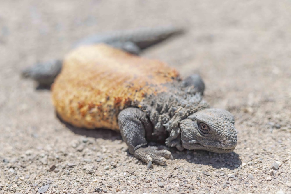 orange and black lizard on brown sand during daytime