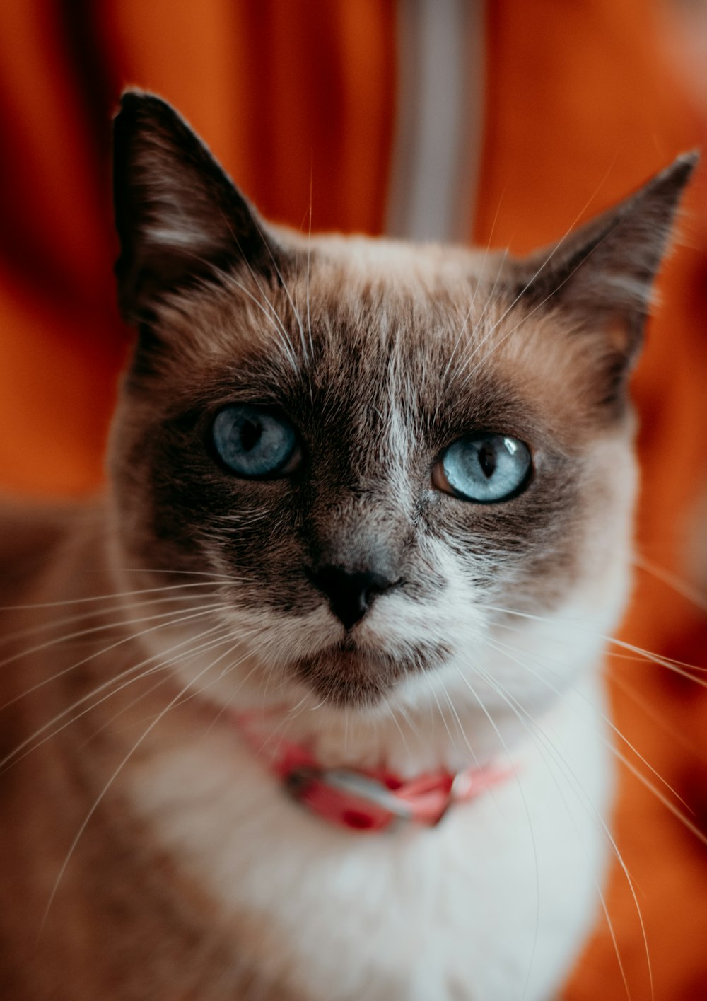 white and brown short fur cat