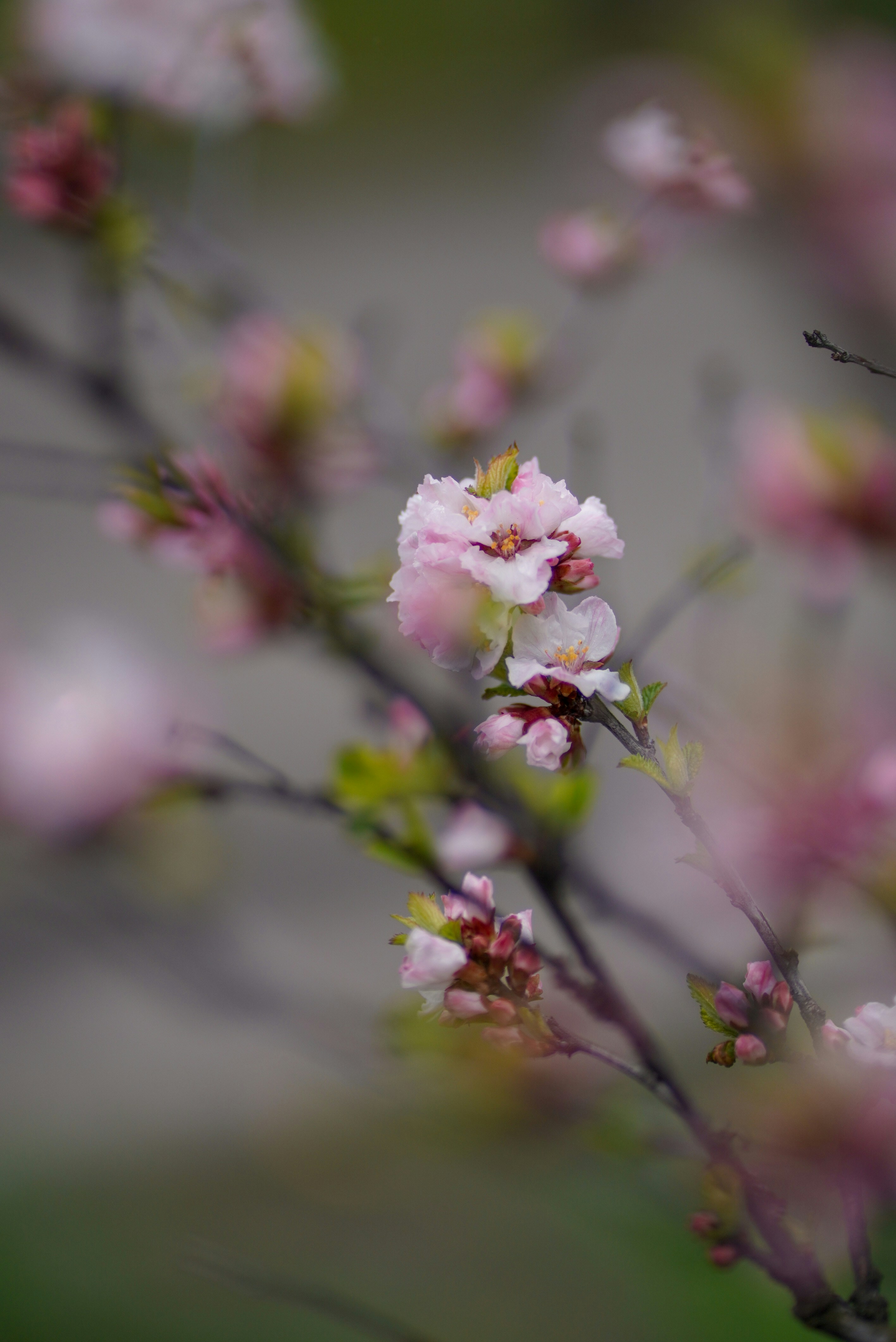 Photo by annabell_flem