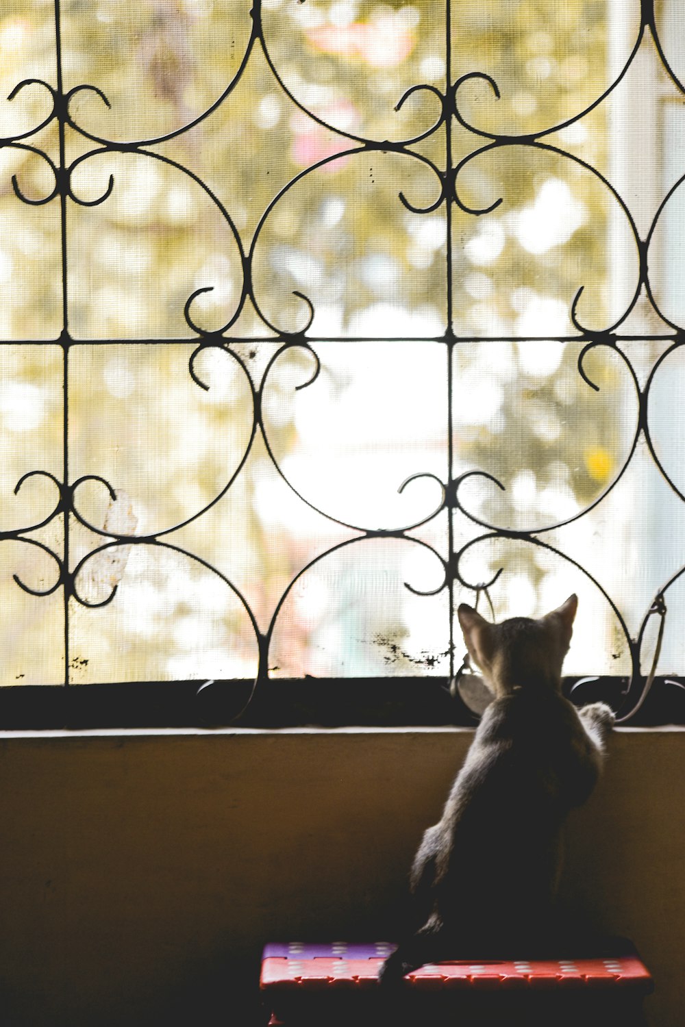 black and white cat on window