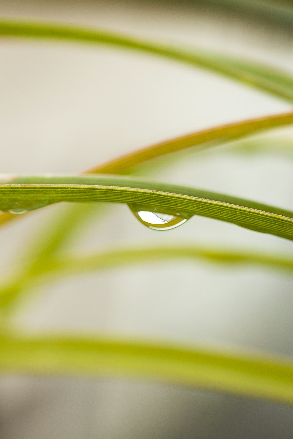 water dew on green leaf