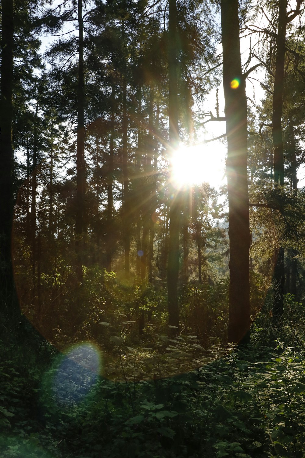 木々の間から差し込む太陽の光