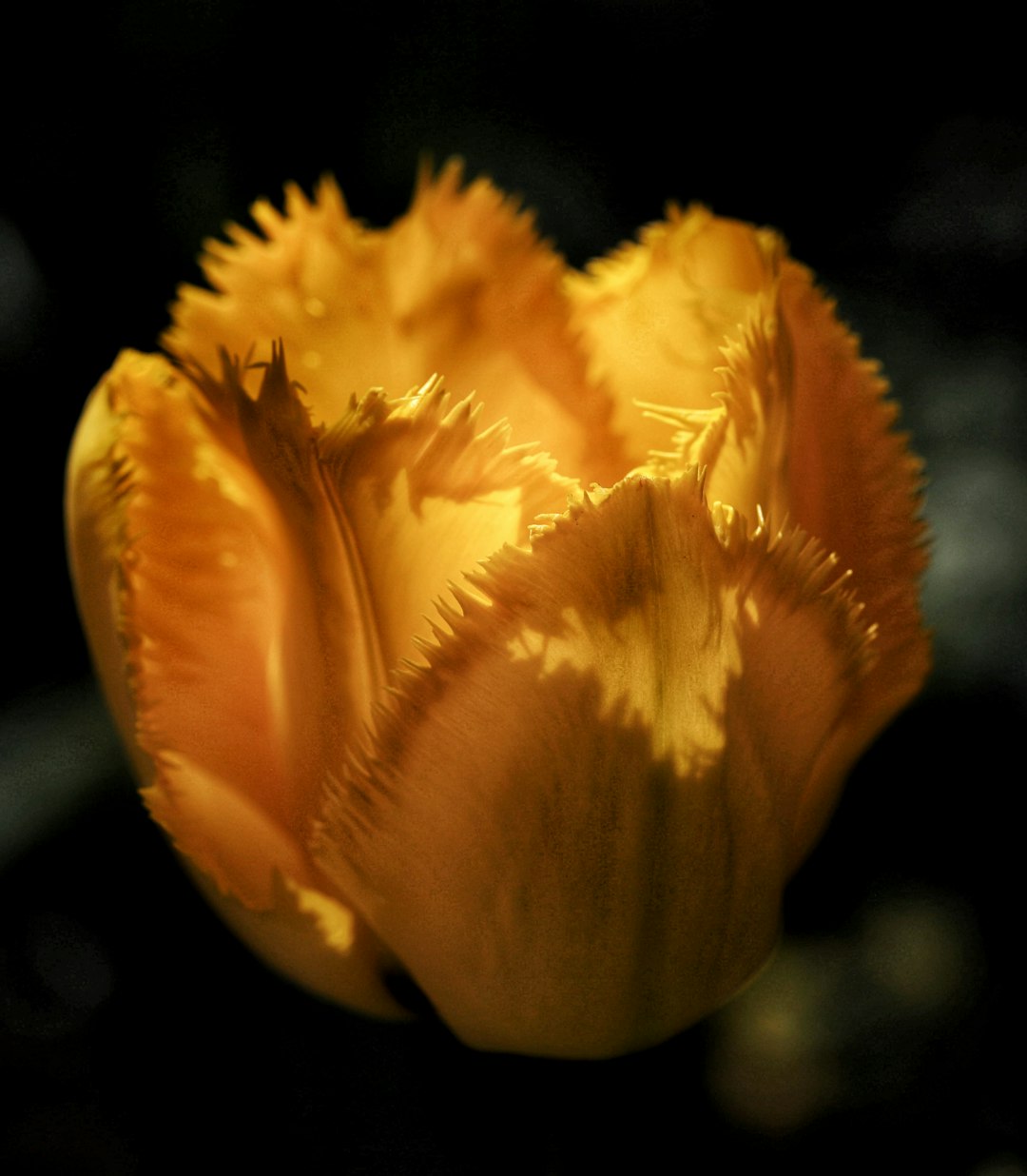 yellow flower in close up photography