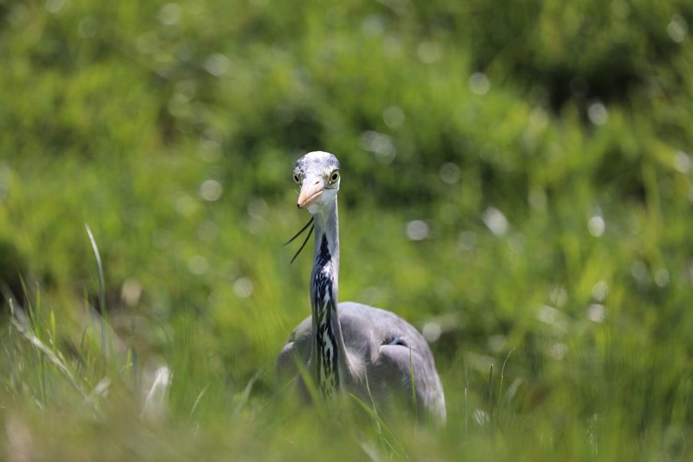 grey heron on green grass during daytime