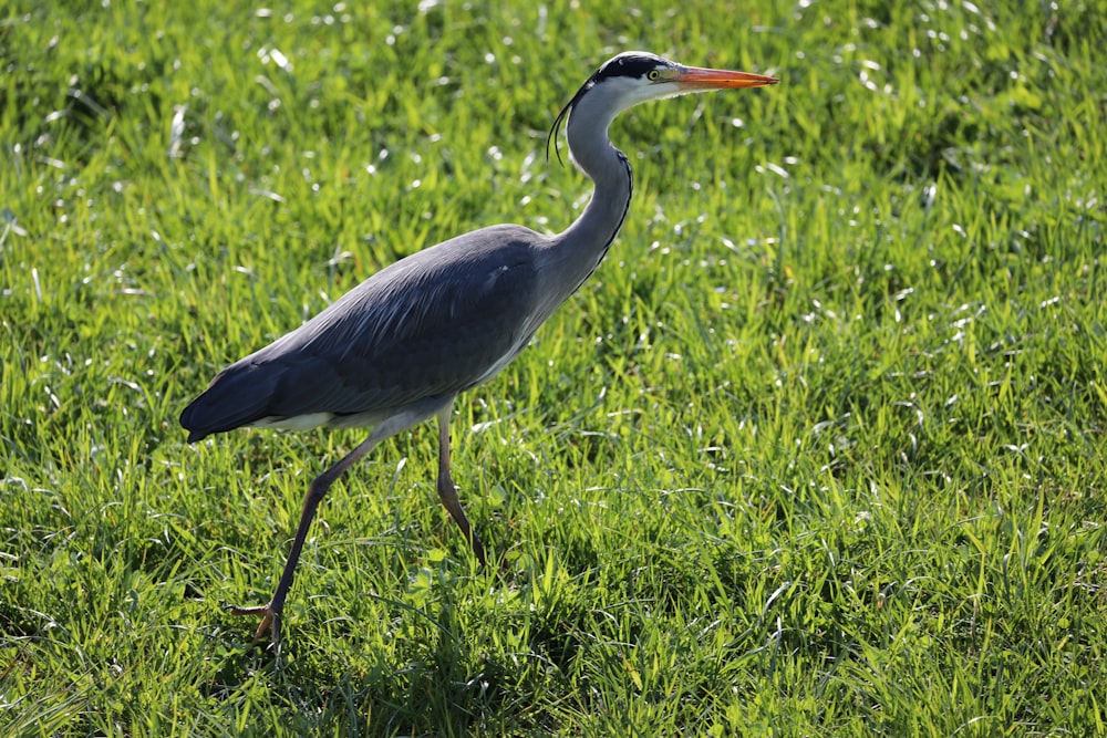 grey heron on green grass field during daytime