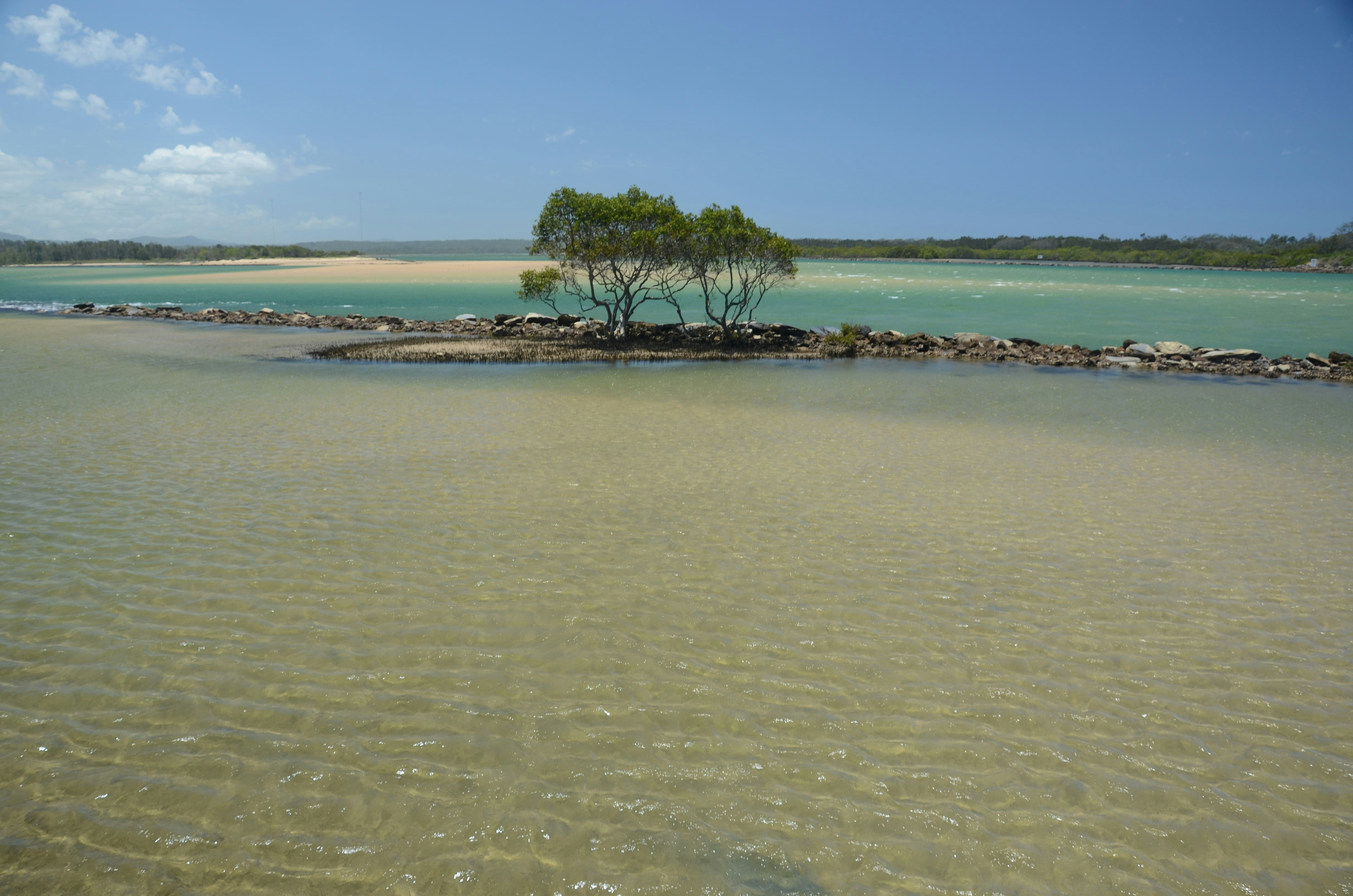 green tree on brown sand near body of water during daytime