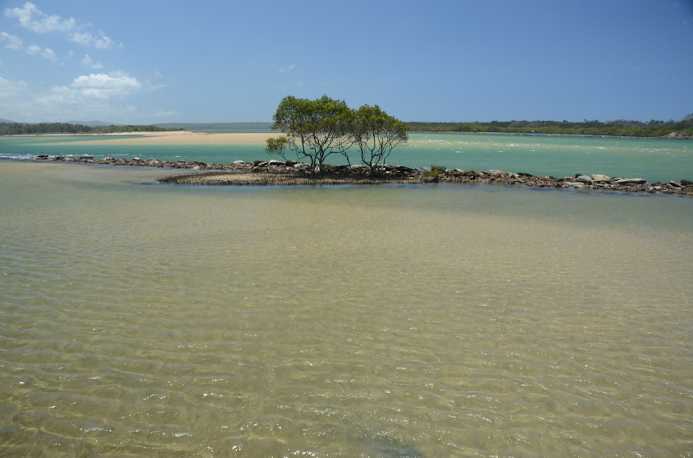 green tree on brown sand near body of water during daytime