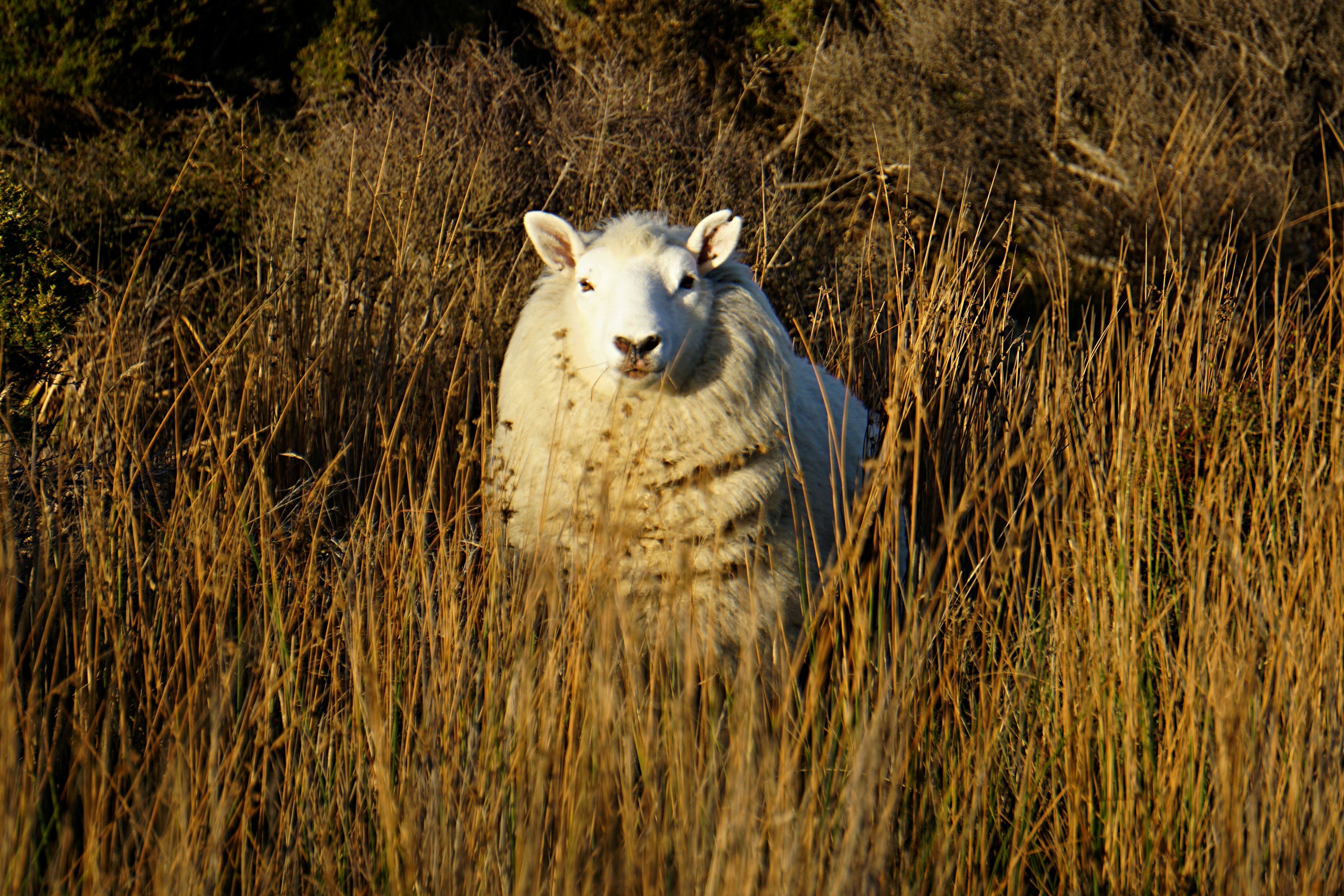 white sheep on brown grass field during daytime