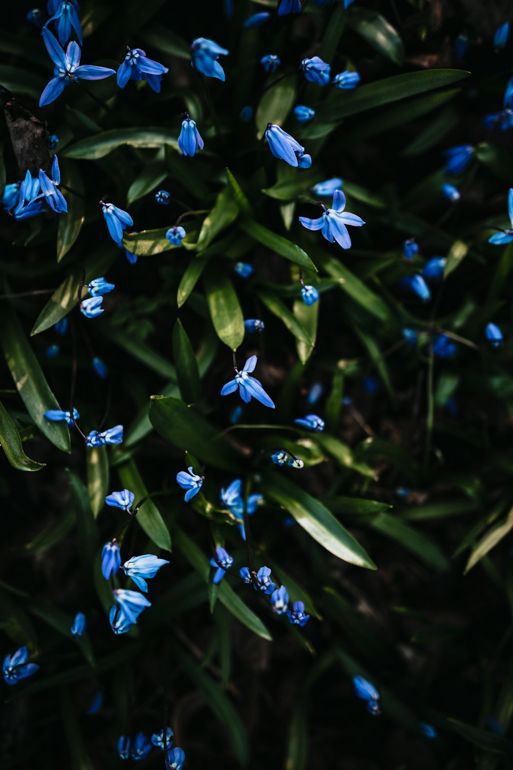 blue flowers with green leaves