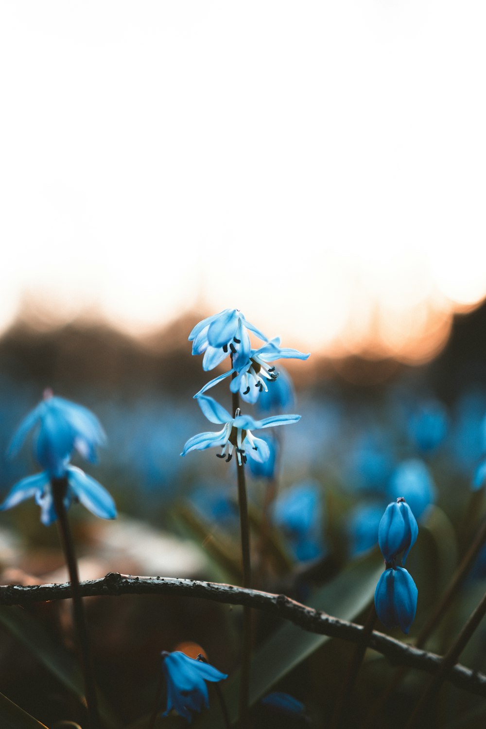 orange flower in tilt shift lens