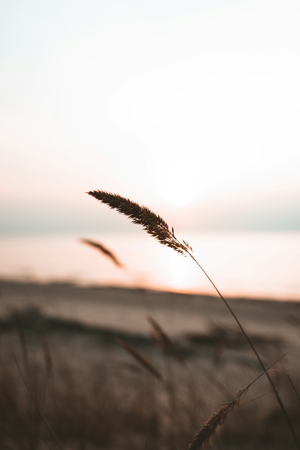 brown wheat in close up photography