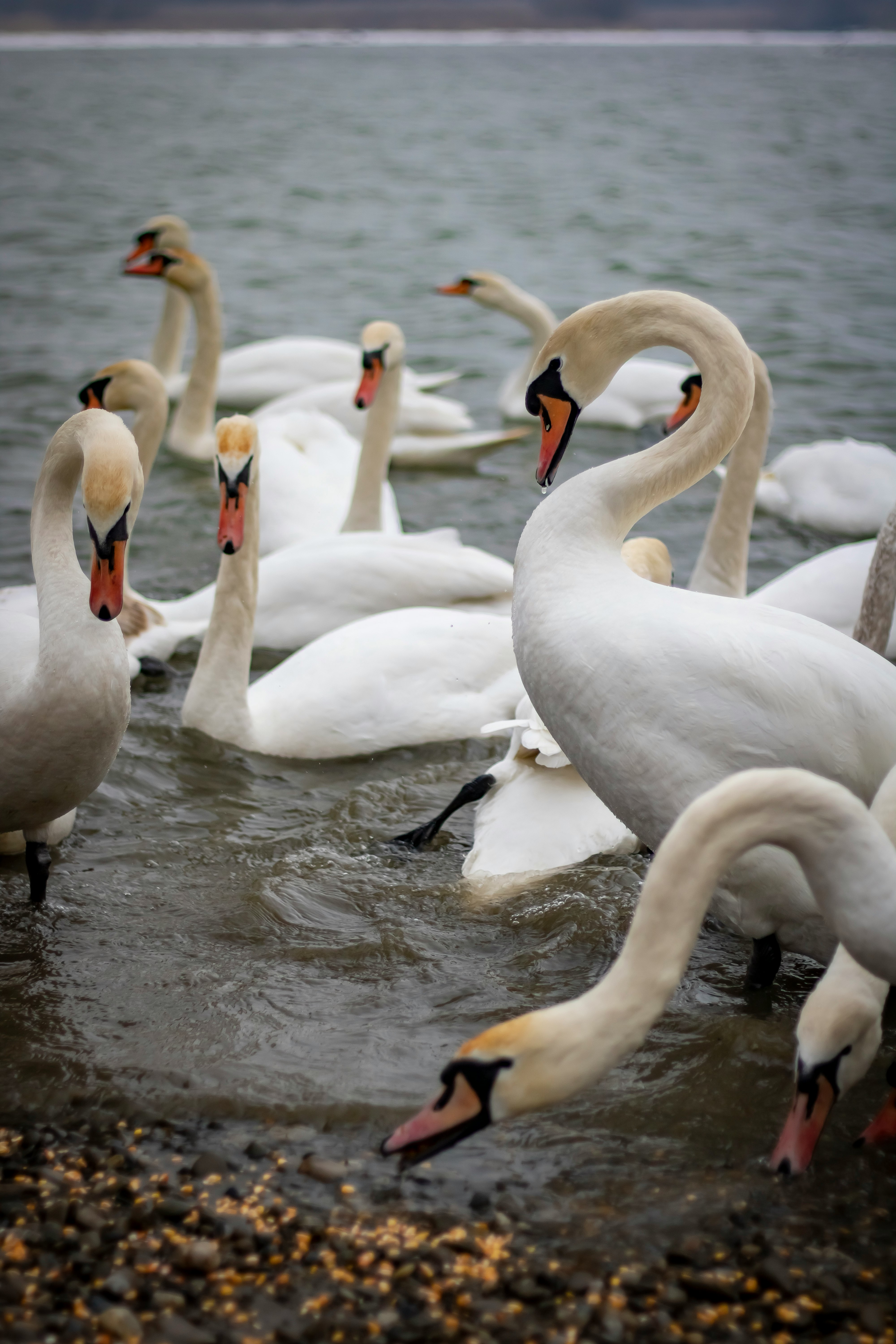 white swan on water during daytime