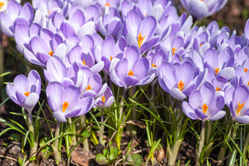 purple crocus flowers in bloom during daytime