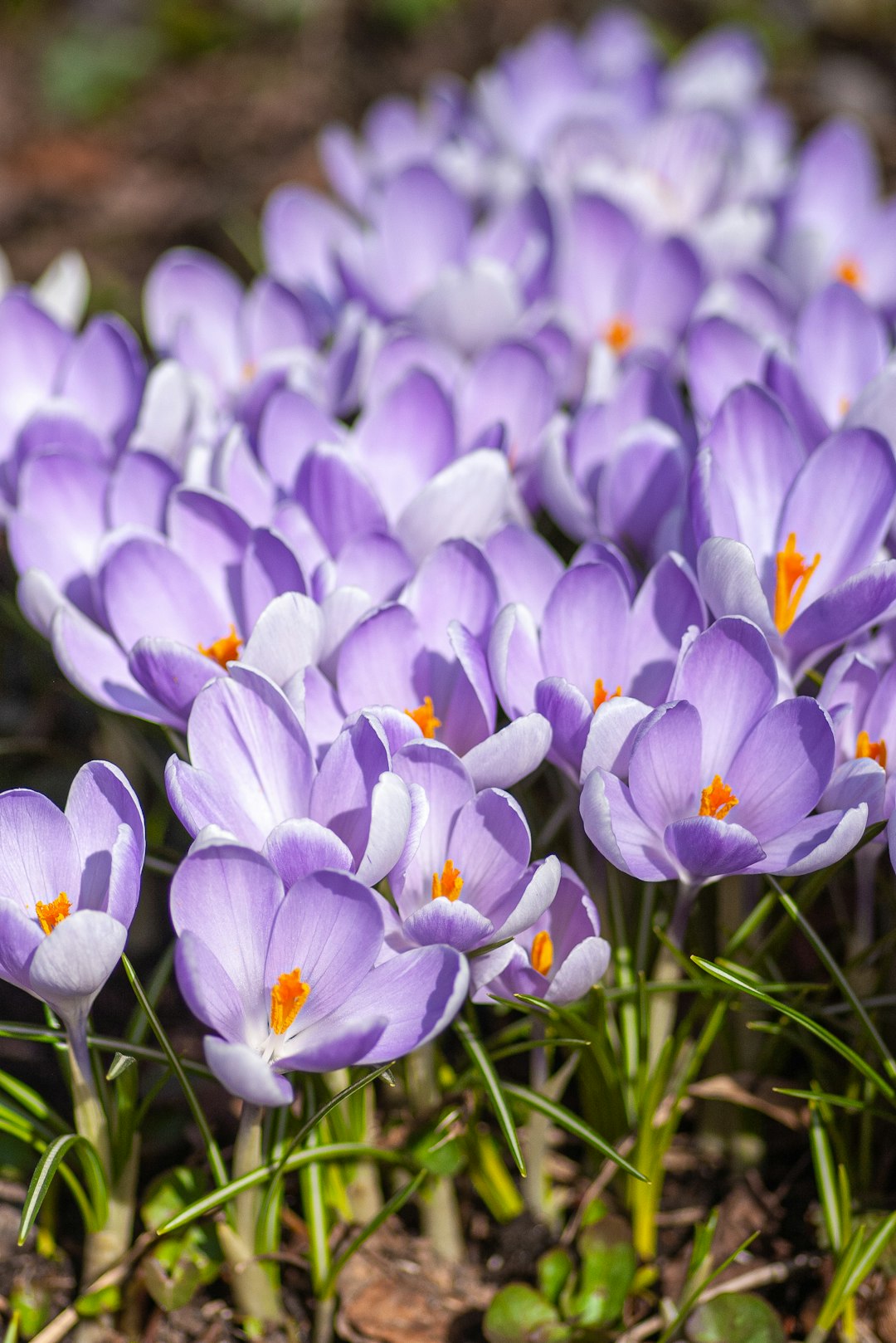 purple crocus flowers in bloom during daytime