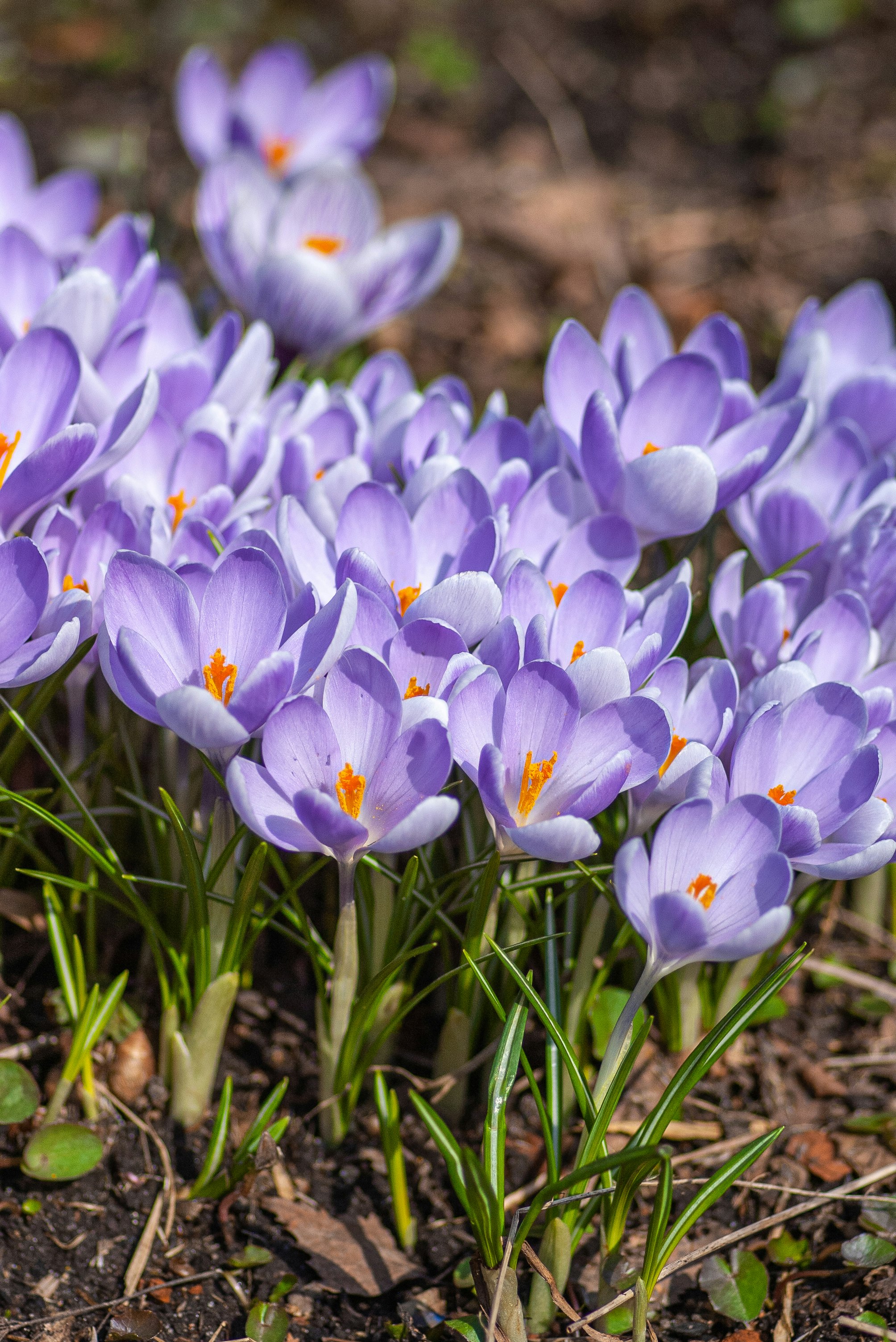 purple crocus flowers in bloom during daytime