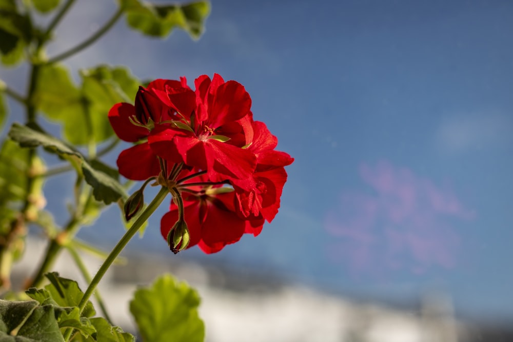 red flower in tilt shift lens