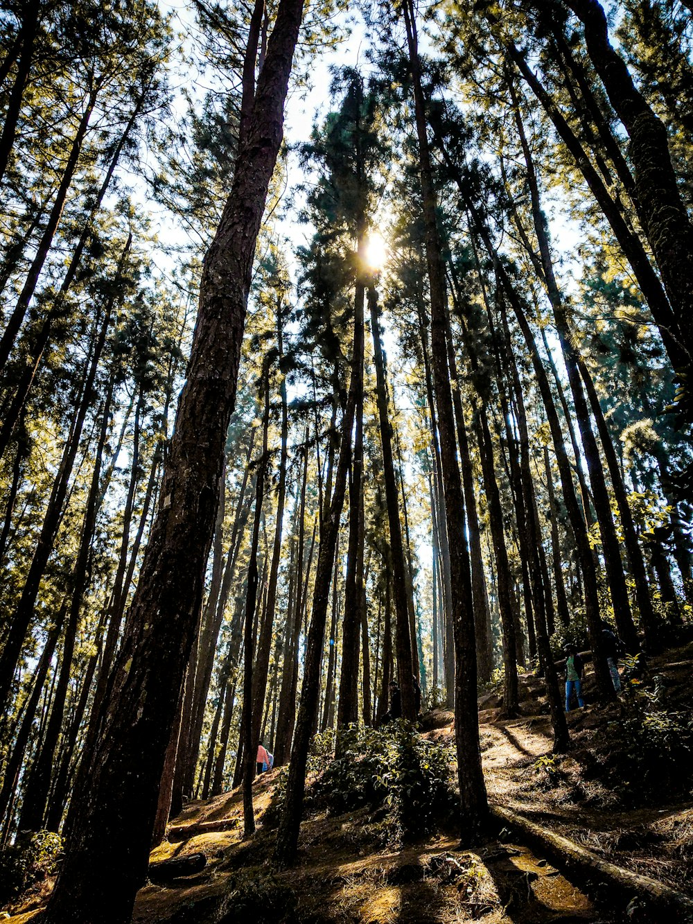 sun rays coming through trees