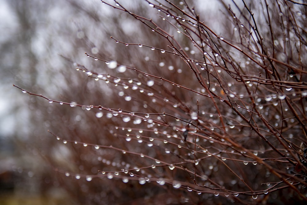 brown leafless tree with white string lights