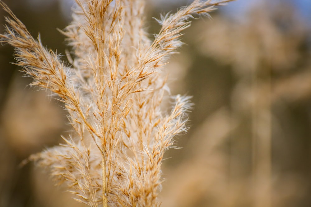 brown wheat in close up photography