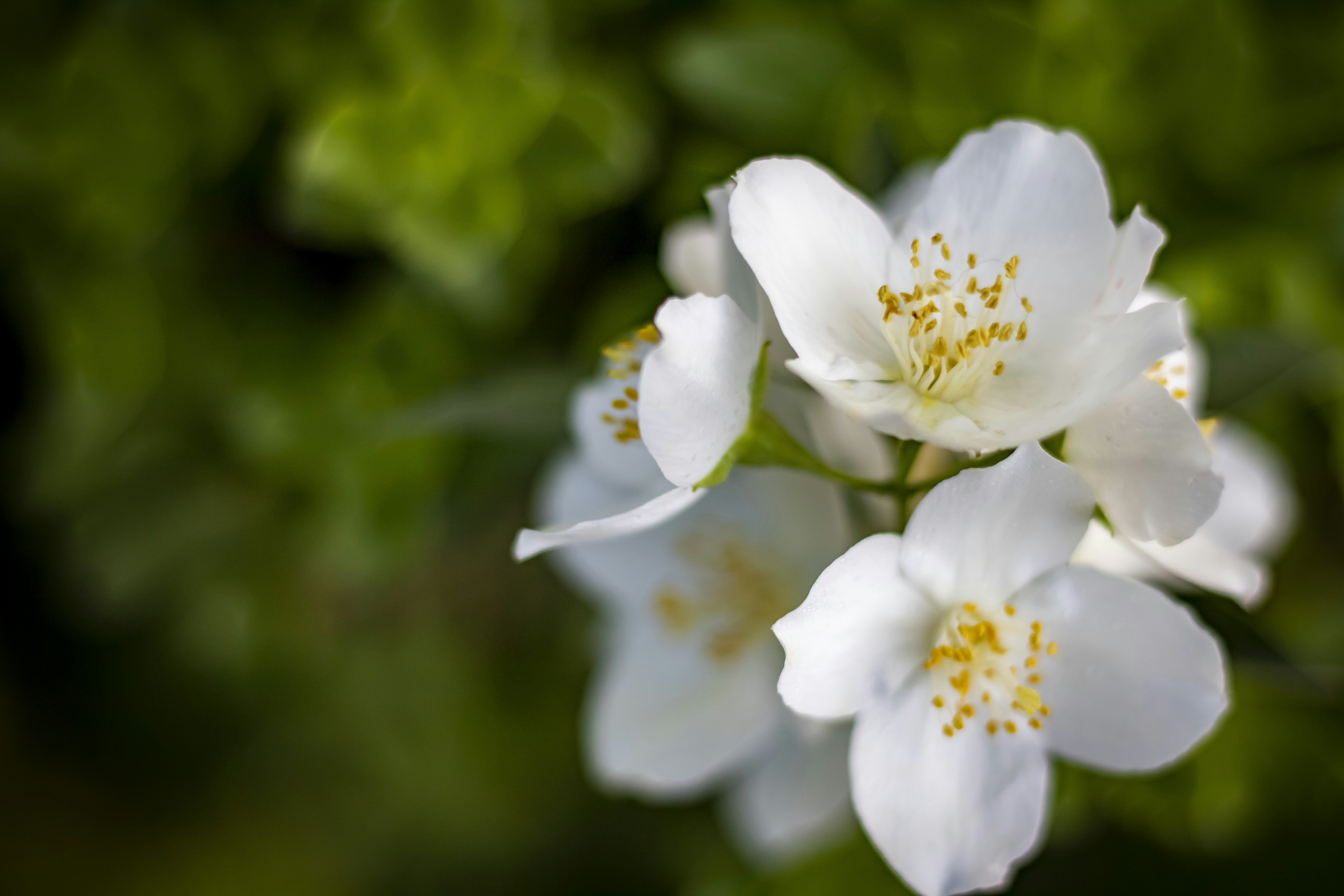 Photo by ovidiugruescu