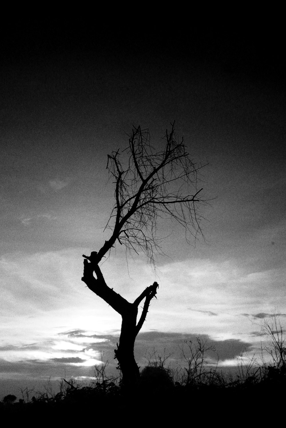 silhouette of man jumping on tree branch