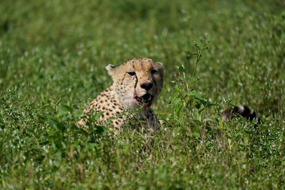 cheetah on green grass field during daytime