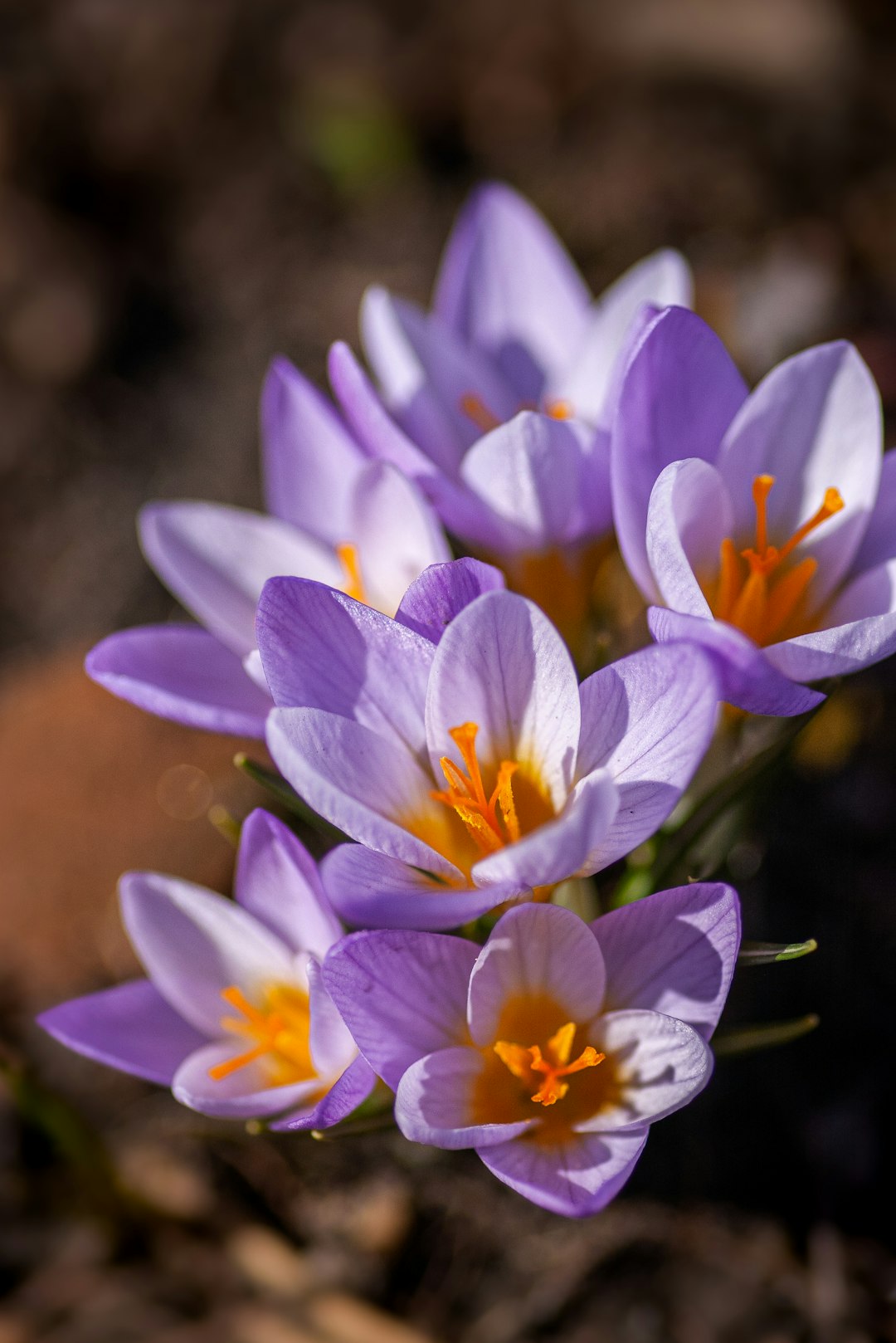 purple crocus flowers in bloom during daytime