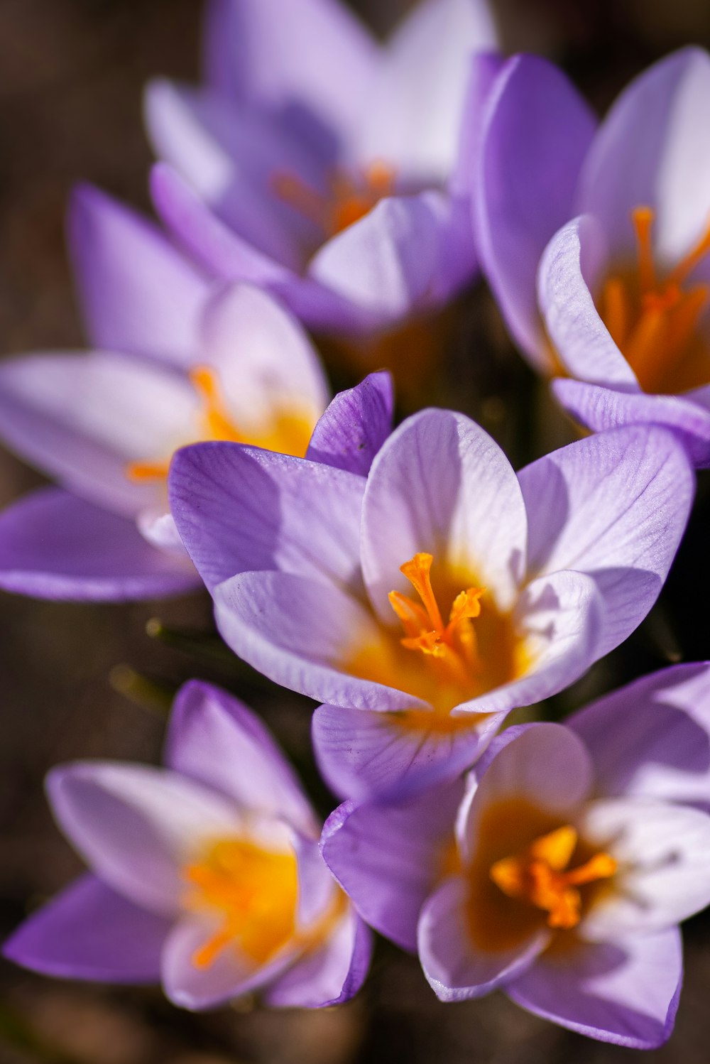 purple and white flower in tilt shift lens