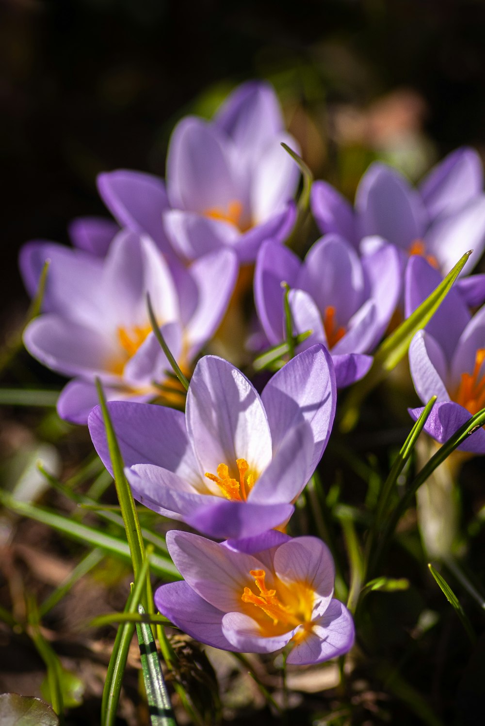 Flores moradas y blancas en lente de cambio de inclinación