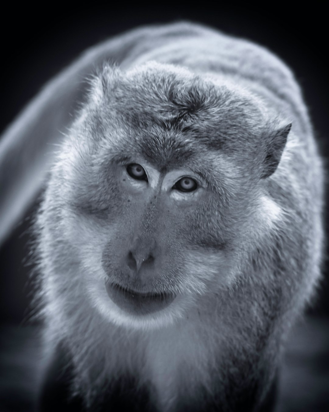 white and gray monkey in close up photography