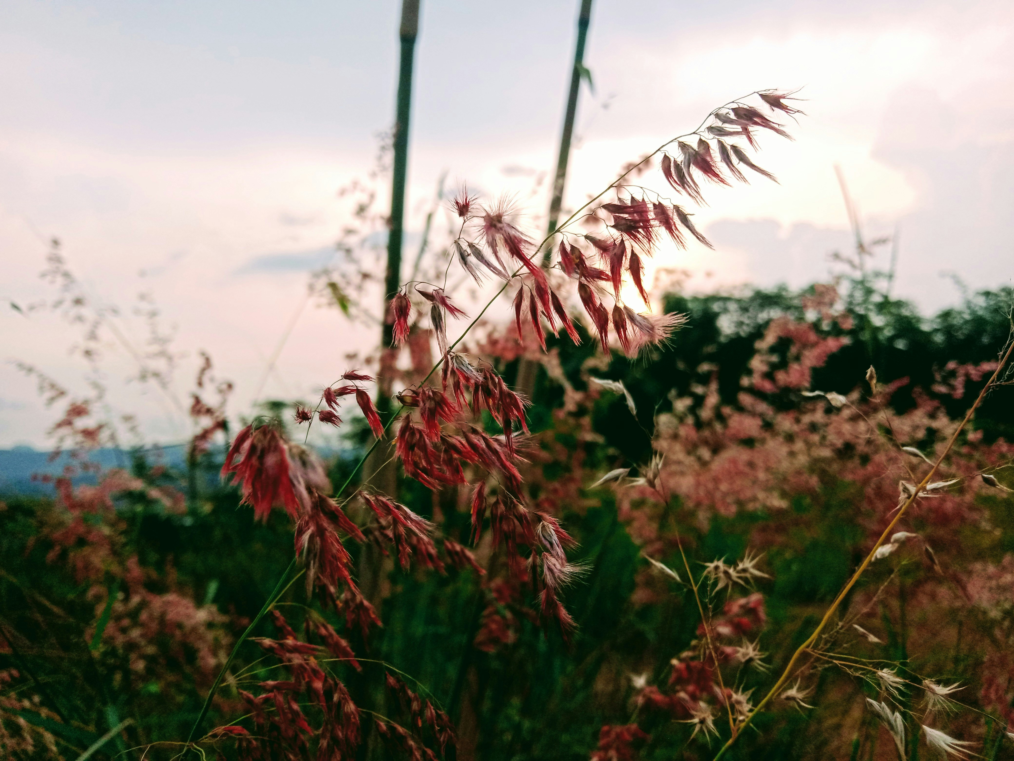 brown and green plant during daytime