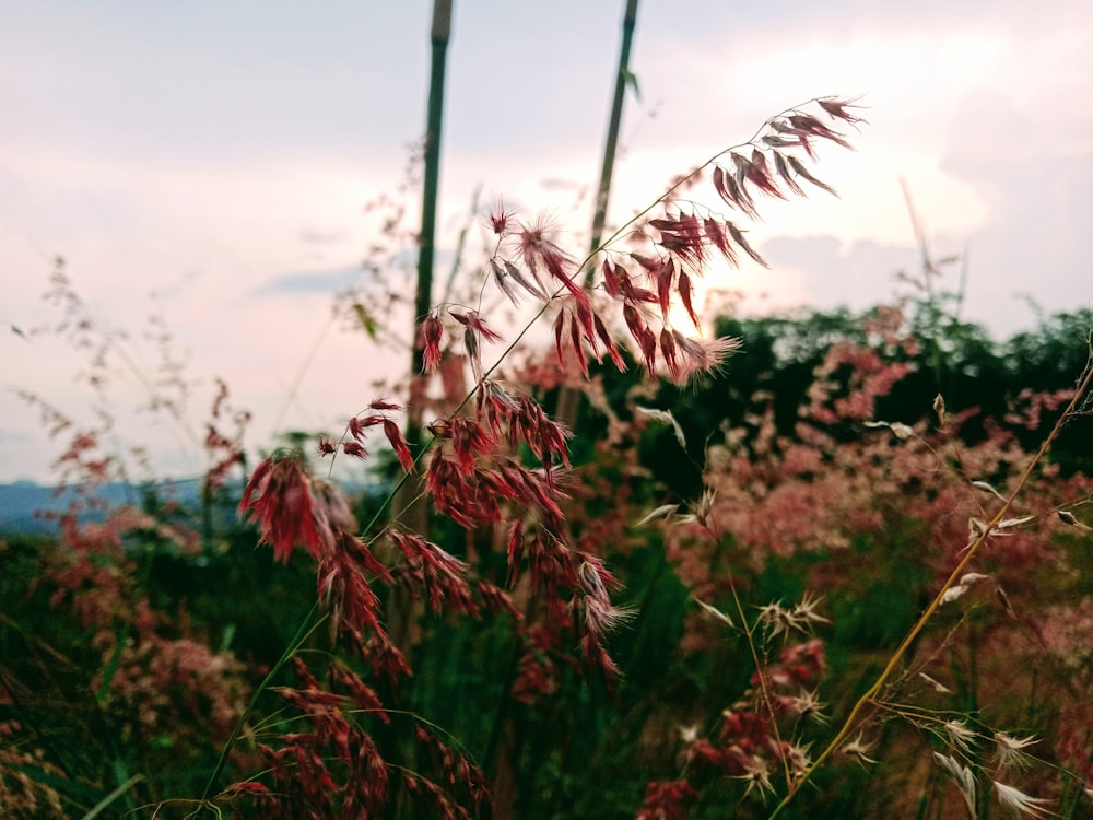 brown and green plant during daytime