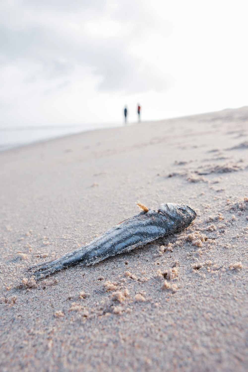 blue and white fish on beach during daytime