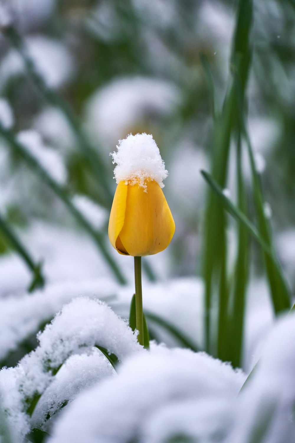 yellow and white flower in tilt shift lens