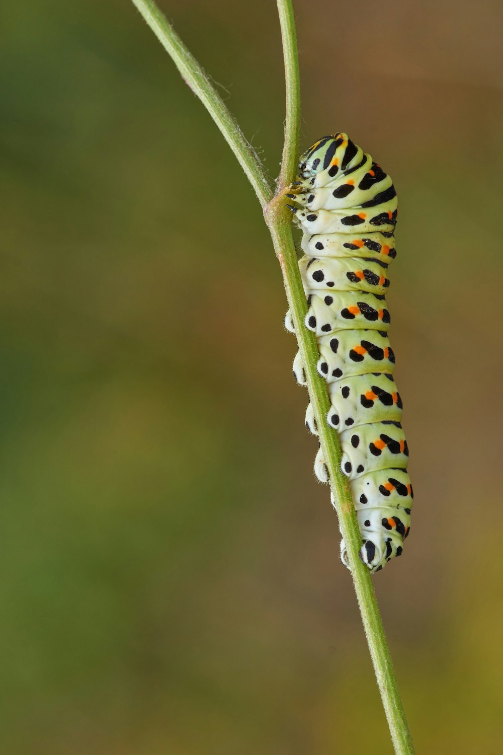 green black and yellow caterpillar on green stem