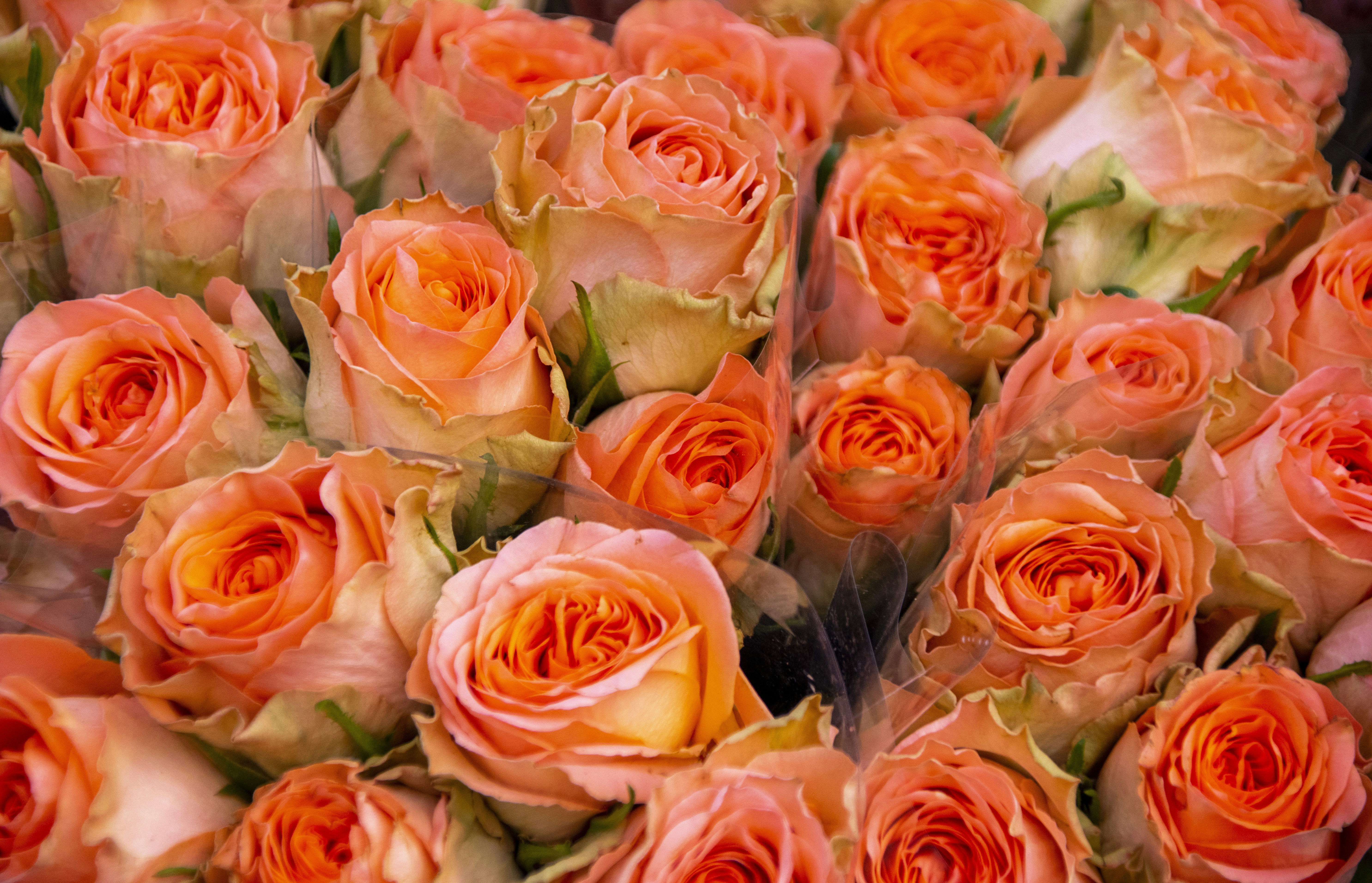 Orange colour rose bouquet