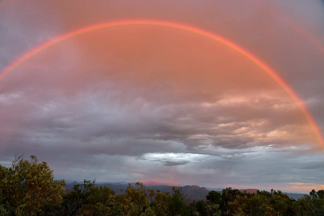 green trees under rainbow during daytime