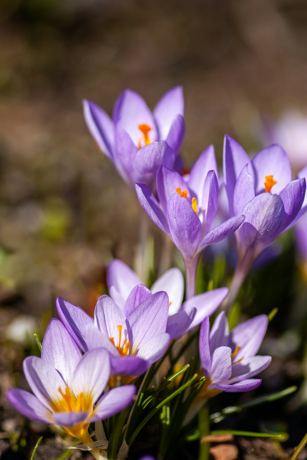 Violette Krokusblüten blühen tagsüber