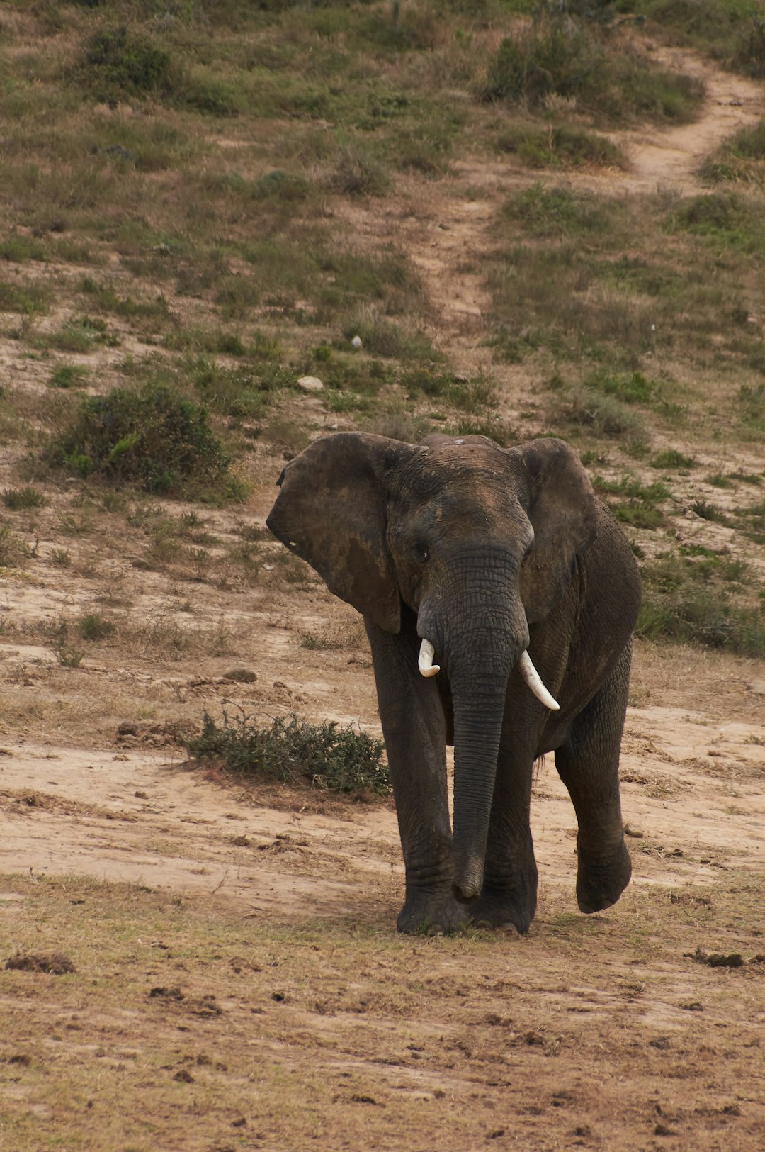 elephant walking on brown field during daytime