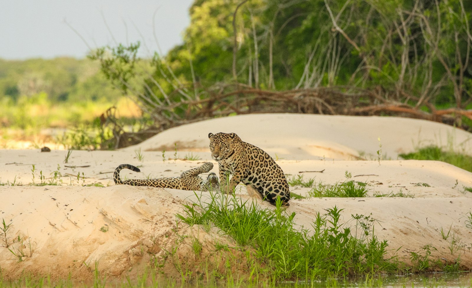 A jaguar resting on a sandy riverbank fringed with green grass in Brazil's Pantanal