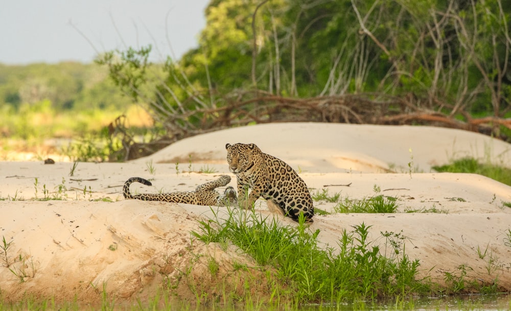leopard walking on brown sand during daytime
