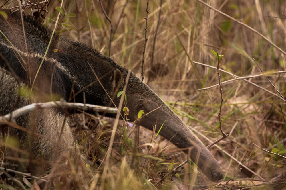 black and gray dragon on brown grass