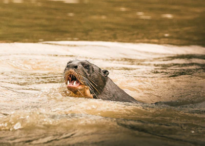 Giant River Otter