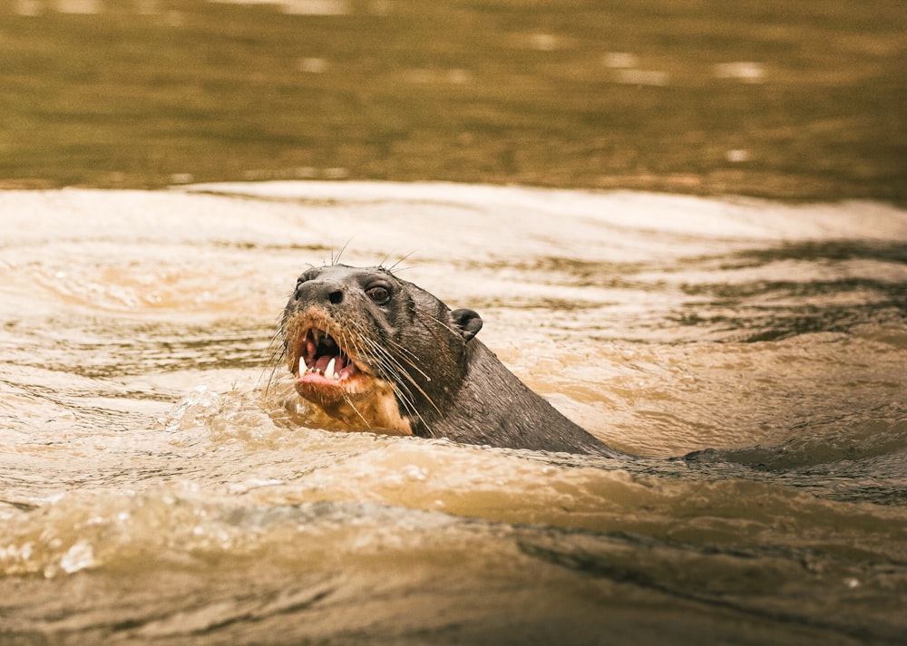 seal on water during daytime