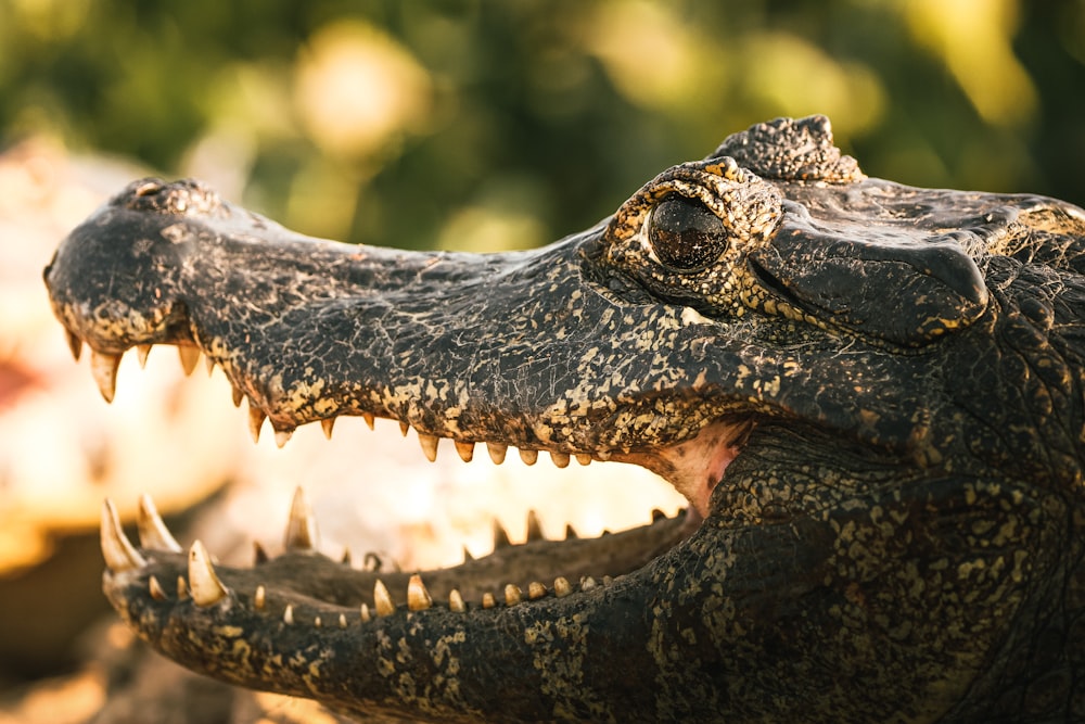 black crocodile in close up photography