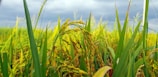 A lush field of rice plants with fully grown grains, surrounded by vibrant green leaves and stalks, under a cloudy sky.