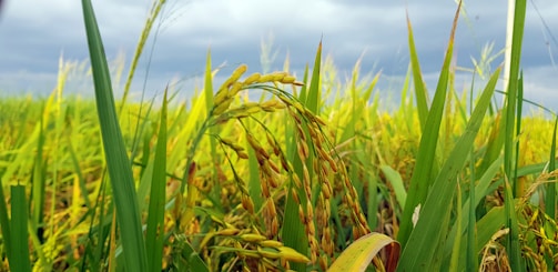 A lush field of rice plants with fully grown grains, surrounded by vibrant green leaves and stalks, under a cloudy sky.